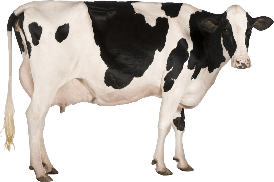 Dairy cow