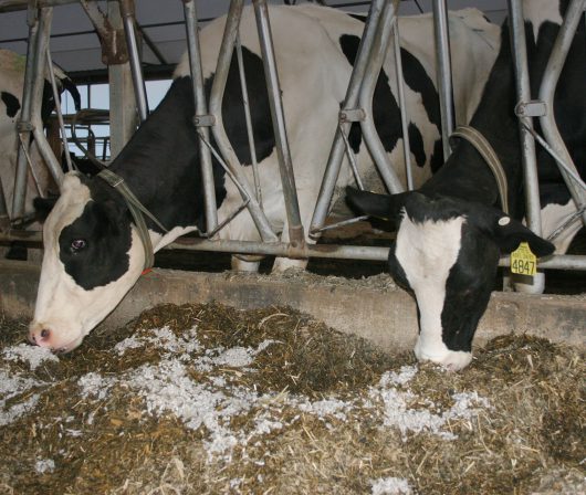 Benefits of Feeding WCS - Benefits of Milk Production, Butterfat