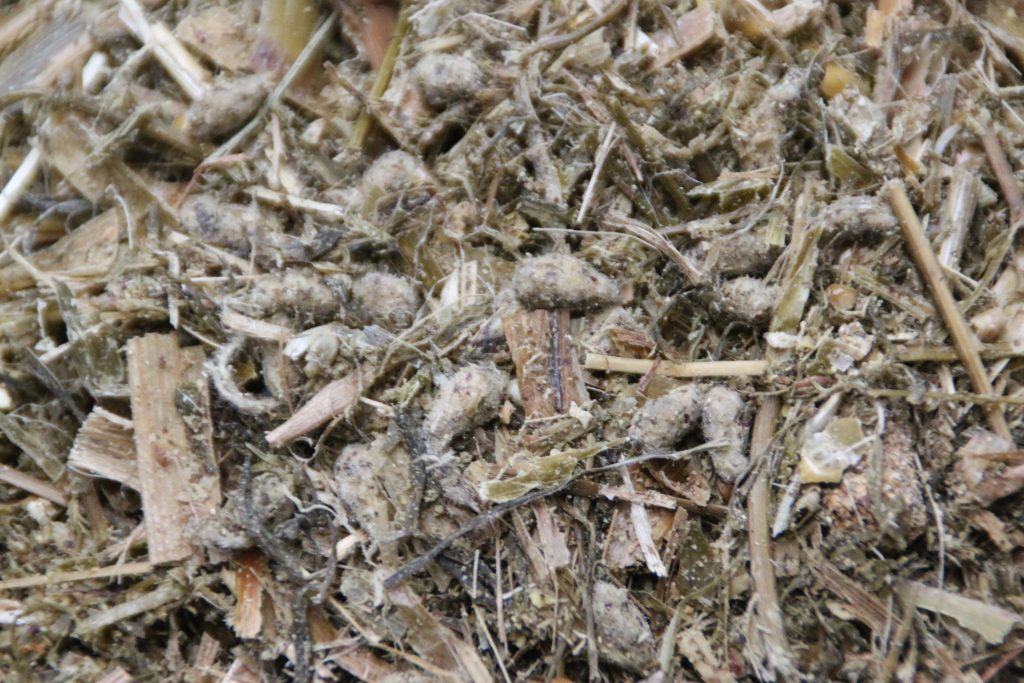 Fall weather extremes cut cottonseed production projections slightly