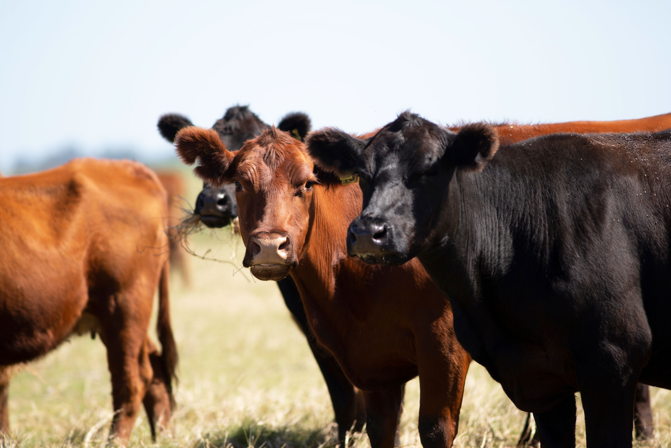 best beef cattle for hobby farm