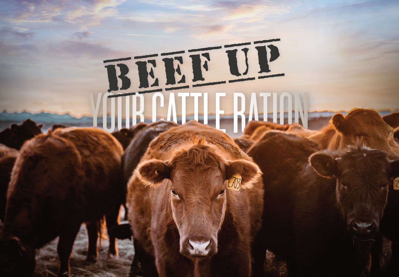 Beef Up Your Cattle Ration