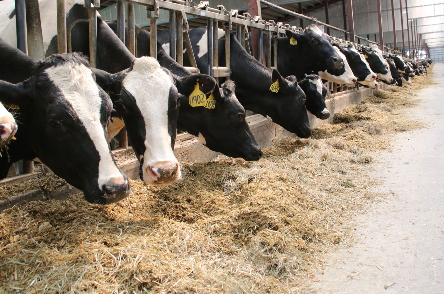 CowsEatingRation Whole Cottonseed