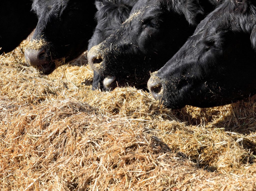 Nutritional-Disorders-in-Beef-Cattle_112321-header - Whole Cottonseed