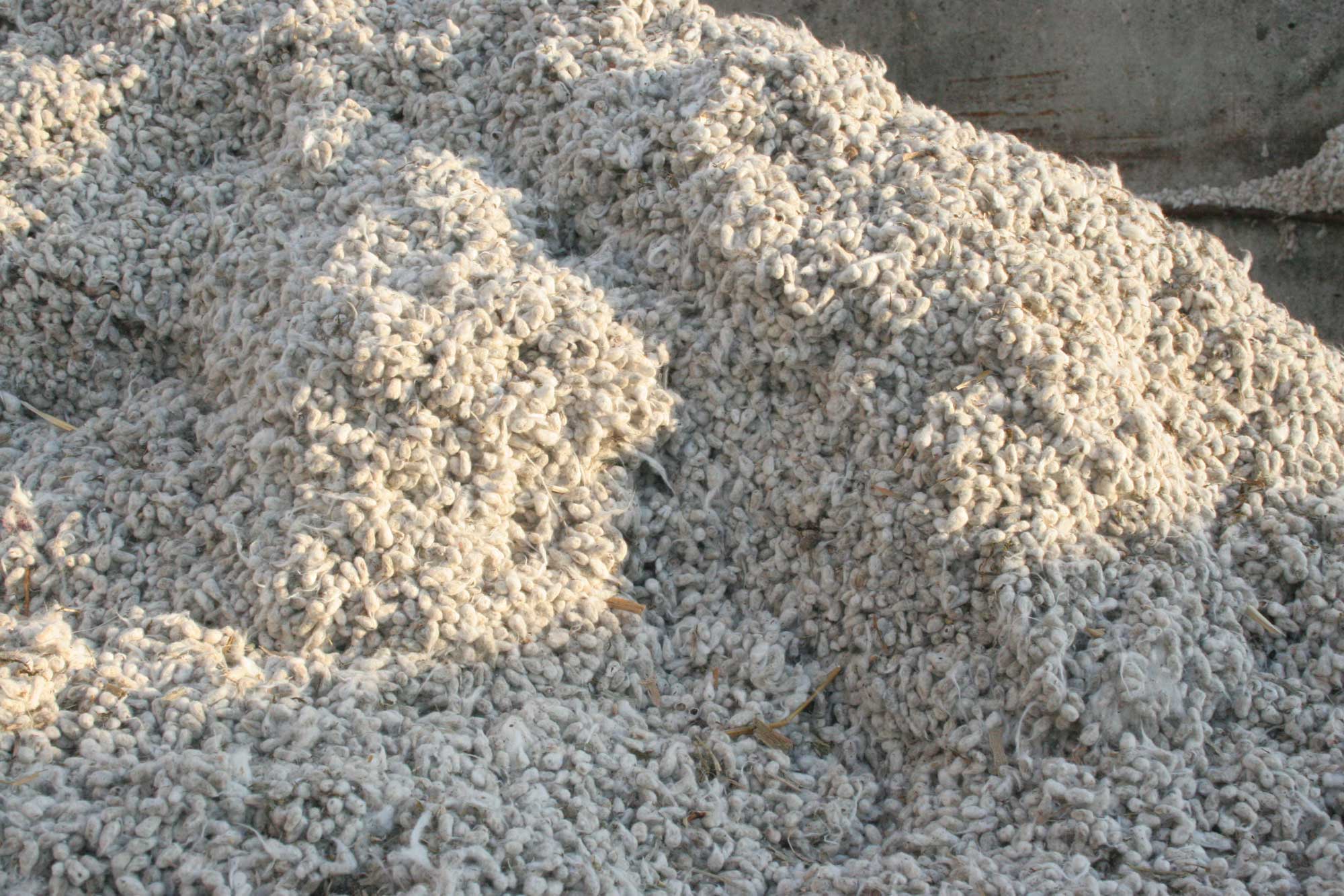 Nearly 4 Million Tons of Cottonseed Projected To Be Available For Dairy
