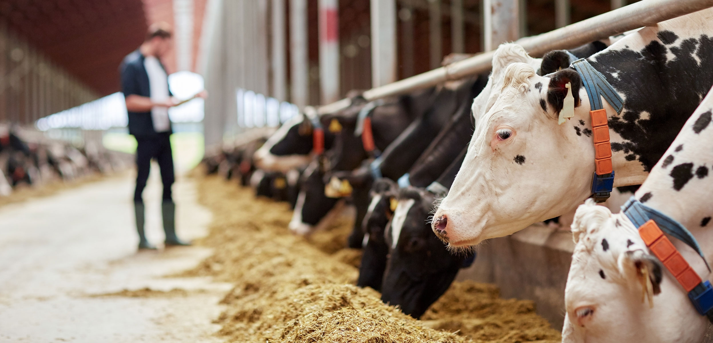 Frequently Asked Questions About Whole Cottonseed For Dairy And Beef 