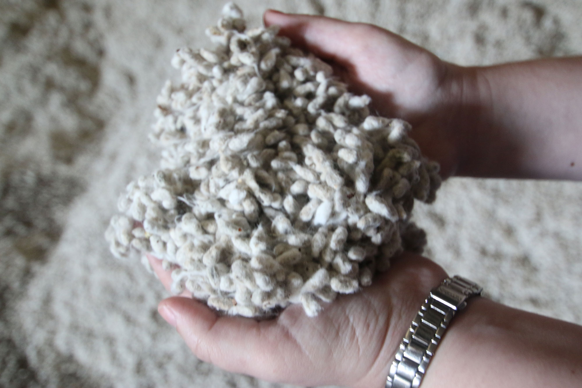 Whole-Cottonseed-In-Hands.jpg