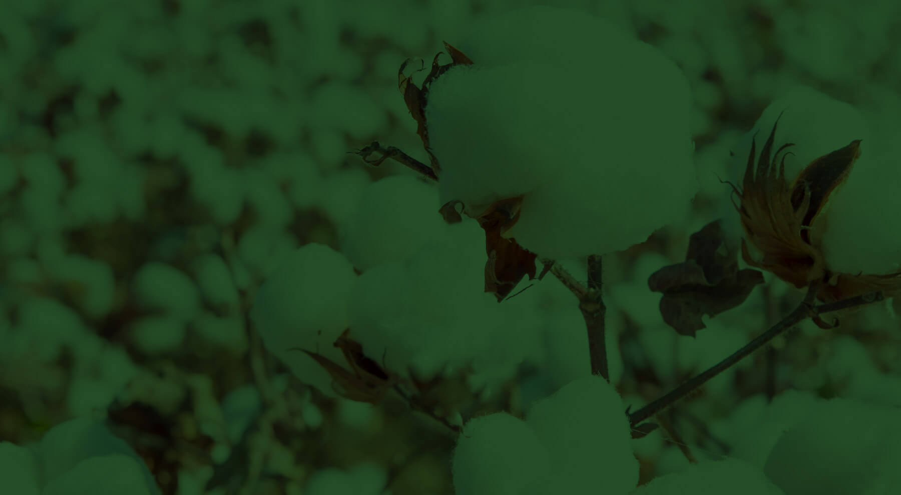 Cotton plants in the field with a green overlay